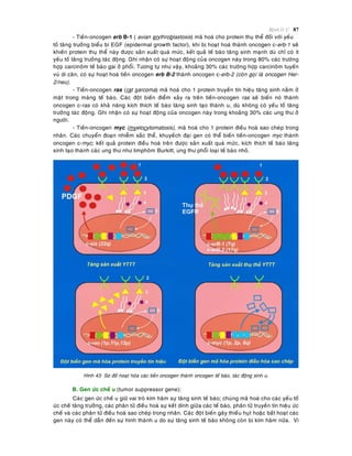 Beänh lyù U 87
- Tieàn-oncogen erb B-1 ( avian erythroblastosis) maõ hoaù cho protein thuï theå ñoái vôùi yeáu
toá taêng tröôûng bieåu bì EGF (epidermal growth factor), khi bò hoaït hoaù thaønh oncogen c-erb-1 seõ
khieán protein thuï theå naøy ñöôïc saûn xuaát quaù möùc, keát quaû teá baøo taêng sinh maïnh duø chæ coù ít
yeáu toá taêng tröôûng taùc ñoäng. Ghi nhaän coù söï hoaït ñoäng cuûa oncogen naøy trong 80% caùc tröôøng
hôïp carcinoâm teá baøo gai ôû phoåi. Töông töï nhö vaäy, khoaûng 30% caùc tröôøng hôïp carcinoâm tuyeán
vuù di caên, coù söï hoaït hoaù tieàn oncogen erb B-2 thaønh oncogen c-erb-2 (coøn goïi laø oncogen Her-
2/neu).
- Tieàn-oncogen ras (rat sarcoma) maõ hoaù cho 1 protein truyeàn tín hieäu taêng sinh naèm ôû
maët trong maøng teá baøo. Caùc ñoät bieán ñieåm xaûy ra treân tieàn-oncogen ras seõ bieán noù thaønh
oncogen c-ras coù khaû naêng kích thích teá baøo taêng sinh taïo thaønh u, duø khoâng coù yeáu toá taêng
tröôûng taùc ñoäng. Ghi nhaän coù söï hoaït ñoäng cuûa oncogen naøy trong khoaûng 30% caùc ung thö ôû
ngöôøi.
- Tieàn-oncogen myc (myelocytomatosis), maõ hoaù cho 1 protein ñieàu hoaø sao cheùp trong
nhaân. Caùc chuyeån ñoaïn nhieãm saéc theå, khuyeách ñaïi gen coù theå bieán tieàn-oncogen myc thaønh
oncogen c-myc; keát quaû protein ñieàu hoaø treân ñöôïc saûn xuaát quaù möùc, kích thích teá baøo taêng
sinh taïo thaønh caùc ung thö nhö limphoâm Burkitt, ung thö phoåi loaïi teá baøo nhoû.
Hình 43: Sô ñoà hoaït hoùa caùc tieàn oncogen thaønh oncogen teá baøo, taùc ñoäng sinh u.
B. Gen öùc cheá u (tumor suppressor gene):
Caùc gen öùc cheá u giöõ vai troø kìm haõm söï taêng sinh teá baøo; chuùng maõ hoaù cho caùc yeáu toá
öùc cheá taêng tröôûng, caùc phaân töû ñieàu hoaø söï keát dính giöõa caùc teá baøo, phaân töû truyeàn tín hieäu öùc
cheá vaø caùc phaân töû ñieàu hoaø sao cheùp trong nhaân. Caùc ñoät bieán gaây thieáu huït hoaëc baát hoaït caùc
gen naøy coù theå daãn ñeán söï hình thaønh u do söï taêng sinh teá baøo khoâng coøn bò kìm haõm nöõa. Vì
 