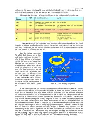 Beänh lyù U 88
caû 2 gen öùc cheá u alen vôùi nhau phaûi cuøng bò thieáu huït hoaëc baát hoaït thì môùi coù taùc ñoäng sinh
u neân chuùng coøn ñöôïc goïi laø caùc gen ung thö laën (recessive cancer gene).
Baûng sau ñaây giôùi thieäu 1 soá trong hôn 30 gen öùc cheá u ñaõ ñöôïc bieát cho ñeán nay:
Gen
öùc cheá u
NST Protein ñöôïc maõ hoaù Loaïi U
CDH1
DCC
16q
18q
E-cadherin treân maøng teá baøo, giuùp
gaén keát caùc teá baøo
Thuï theå netrin 1 treân maøng teá baøo
Ung thö daï daøy
Ung thö ñaïi-tröïc traøng, U teá baøo maàm sinh
duïc nam…
APC 5q Protein baøo töông öùc cheá söï truyeàn
tín hieäu
Ung thö ñaïi-tröïc traøng
RB
p53
WT1
13q
17p
11p
Protein ñieàu hoaø sao cheùp
Protein ñieàu hoaø sao cheùp
Protein ñieàu hoaø sao cheùp
U nguyeân baøo voõng maïc; ung thö phoåi, tuyeán
tieàn lieät, sarcoma xöông,…
Haàu heát caùc loaïi ung thö
U nguyeân baøo thaän, u phaàn meàm
1. Gen Rb: laø gen öùc cheá u ñaàu tieân ñöôïc phaùt hieän, naèm treân nhieãm saéc theå 13. Khi caû
2 gen Rb bò baát hoaït seõ daãn ñeán söï hình thaønh u nguyeân baøo voõng maïc, moät loaïi ung thö treû em
hieám gaëp. Trong nhieàu loaïi ung thö cuûa ngöôøi lôùn nhö ung thö phoåi, ung thö vuù vaø ung thö ruoät
giaø, cuõng thaáy coù söï baát hoaït caû 2 gen Rb.
Gen Rb maõ hoaù cho protein
Rb (pRb). Bình thöôøng khi teá baøo
nghæ ngôi ôû giai ñoaïn G0 hoaëc G1,
pRb ôû daïng khoâng bò phosphoryl
hoaù, coù khaû naêng öùc cheá caùc protein
ñieàu hoaø sao cheùp laøm cho söï taêng
sinh cuûa teá baøo bò kìm haõm. Traùi laïi,
khi teá baøo nhaän ñöôïc tín hieäu taêng
sinh, pRb ñöôïc phosphoryl hoaù seõ
khoâng coøn öùc cheá caùc protein ñieàu
hoaø sao cheùp, caùc teá baøo ñi vaøo
phaân chia. Nhö vaäy, khi caû 2 gen Rb
bò thieáu huït hoaëc khi pRb bò baát hoaït,
protein ñieàu hoaø sao cheùp khoâng bò
öùc cheá seõ khieán teá baøo taêng sinh töï
do, daãn ñeán söï hình thaønh u (Hình
44).
Hình 44: Cô cheá taùc ñoäng cuûa gen Rb
ÔÛ ñaây caàn giaûi thích vì sao u nguyeân baøo voõng maïc-theå di truyeàn ñöôïc xem laø 1 ung thö
di truyeàn troäi nhieãm saéc theå thöôøng trong khi ñoù gen Rb laïi laø gen ung thö laën: Trong theå beänh di
truyeàn naøy, treû sinh ra ñaõ nhaän ñöôïc 1 gen Rb bò baát hoaït töø boá hoaëc meï, gen alen Rb coøn laïi
vaãn bình thöôøng neân taát caû caùc teá baøo soma trong cô theå treû ñeàu ôû tình traïng dò hôïp töû veà gen
Rb laønh. Caùc teá baøo voõng maïc cuûa treû ban ñaàu vaãn bình thöôøng vì chæ caàn coù 1 gen Rb laønh
cuõng ñuû ñaûm baûo chöùc naêng kìm haõm söï taêng sinh teá baøo. Tuy nhieân, tình traïng dò hôïp töû veà
gen Rb laønh cuûa teá baøo voõng maïc deã bò maát ñi do 1 ñoät bieán môùi laøm baát hoaït gen Rb laønh coøn
laïi (Loss of heterozygosity), khieán söï taêng sinh cuûa teá baøo naøy khoâng coøn kieåm soaùt ñöôïc, daãn
ñeán u nguyeân baøo voõng maïc. Traùi laïi, trong u nguyeân baøo voõng maïc - theå leû teû, treû sinh ra nhaän
ñuû 2 gen Rb laønh töø boá meï; vì theá ñeå taïo ñöôïc u thì phaûi coù 1 teá baøo voõng maïc chòu 2 laàn ñoät
bieán lieân tieáp ñeå baát hoaït caû 2 gen alen Rb (moâ hình 2 cuù ñaùnh cuûa Knudson); ñieàu naøy ít khaû
naêng xaûy ra hôn so vôùi chæ 1 laàn ñoät bieán trong theå di truyeàn. Nhö vaäy, gen Rb laø 1 gen ung thö
laën, nhöng trong u nguyeân baøo voõng maïc-theå di truyeàn thì “tình traïng dò hôïp töû laøm deã bò u
nguyeân baøo voõng maïc” ñaõ ñöôïc truyeàn theo kieåu troäi - nhieãm saéc theå thöôøng. (Hình 45)
 
