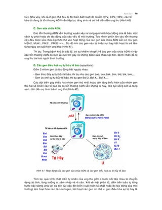 Beänh lyù U 90
huûy. Nhö vaäy, khi caû 2 gen p53 ñeàu bò ñoät bieán baát hoaït (do nhieãm HPV, EBV, HBV), caùc teá
baøo duø ñang bò toån thöông ADN vaãn tieáp tuïc taêng sinh vaø coù theå daãn ñeán ung thö (Hình 46)
C. Gen söûa chöõa ADN:
Caùc toån thöông ADN vaãn thöôøng xuyeân xaûy ra trong quaù trình hoaït ñoäng cuûa teá baøo, moät
caùch töï phaùt hoaëc do taùc ñoäng cuûa caùc yeáu toá moâi tröôøng. Tuy nhieân phaàn lôùn caùc toån thöông
naøy ñeàu ñöôïc söûa chöõa kòp thôøi nhôø vaøo hoaït ñoäng cuûa caùc gen söûa chöõa ADN saün coù nhö gen
MSH2, MLH1, PMS1, PMS2 v.v... Do ñoù khi caùc gen naøy bò thieáu huït hay baát hoaït thì seõ laøm
taêng nguy cô xuaát hieän ung thö (Hình 47).
Thí duï: Trong beänh khoâ bì saéc toá, coù söï khieám khuyeát veà caùc gen söûa chöõa ADN vì vaäy
caùc toån thöông ADN do böùc xaï cöïc tím gaây ra khoâng ñöôïc söûa chöõa kòp thôøi, beänh nhaân deã bò
ung thö da hôn ngöôøi bình thöôøng.
D. Caùc gen ñieàu hoaø söï töï huûy teá baøo (apoptosis):
Goàm 2 nhoùm gen coù taùc ñoäng traùi ngöôïc nhau:
- Gen thuùc ñaåy söï töï huûy teá baøo, thí duï nhö caùc gen bad, bax, bak, bim, bid, bik, bok,...
- Gen öùc cheá söï töï huûy teá baøo, thí duï gen Bcl-2, Bcl-XL, Bcl-X,...
Caùc ñoät bieán gaây thieáu huït nhoùm gen thöù nhaát hoaëc laøm taêng bieåu hieän cuûa nhoùm gen
thöù hai seõ khieán caùc teá baøo duø coù toån thöông ADN vaãn khoâng töï huûy, tieáp tuïc soáng soùt vaø taêng
sinh, daãn ñeán söï hình thaønh ung thö (Hình 47).
Hình 47: Hoaït ñoäng cuûa caùc gen söûa chöõa ADN vaø caùc gen ñieàu hoøa söï töï huûy teá baøo
Toùm laïi, quaù trình phaùt trieån töï nhieân cuûa ung thö goàm 4 böôùc noái tieáp nhau laø chuyeån
daïng aùc tính, taêng tröôûng u, xaâm nhaäp vaø di caên. Xeùt veà maët phaân töû, dieãn tieán tuaàn töï töøng
böôùc naøy töông öùng vôùi söï tích luõy caùc ñoät bieán (xuaát hieän töï phaùt hoaëc do taùc ñoäng cuûa moâi
tröôøng) laøm hoaït hoaù caùc tieàn-oncogen, baát hoaït caùc gen öùc cheá u, gen ñieàu hoøa söï töï huûy teá
 