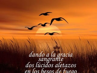 dando a la gracia sangrante dos lúcidos aletazos en los besos de fuego 