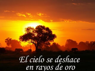 El cielo se deshace  en rayos de oro 