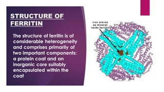 STRUCTURE OF
FERRITIN
The structure of ferritin is of
considerable heterogeneity
and comprises primarily of
two important components:
a protein coat and an
inorganic core suitably
encapsulated within the
coat
 