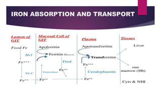 IRON ABSORPTION AND TRANSPORT
 
