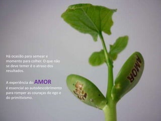 Há ocasião para semear e
momento para colher. O que não
se deve temer é o atraso dos
resultados.
A experiência do AMOR
é essencial ao autodescobrimento
para romper as couraças do ego e
do primitivismo.
 