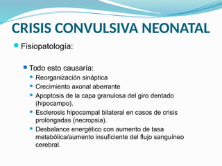 CRISIS CONVULSIVA NEONATAL
Fisiopatología:
Todo esto causaría:
 Reorganización sináptica
 Crecimiento axonal aberrante
 Apoptosis de la capa granulosa del giro dentado
(hipocampo).
 Esclerosis hipocampal bilateral en casos de crisis
prolongadas (necropsia).
 Desbalance energético con aumento de tasa
metabólica/aumento insuficiente del flujo sanguíneo
cerebral.
 