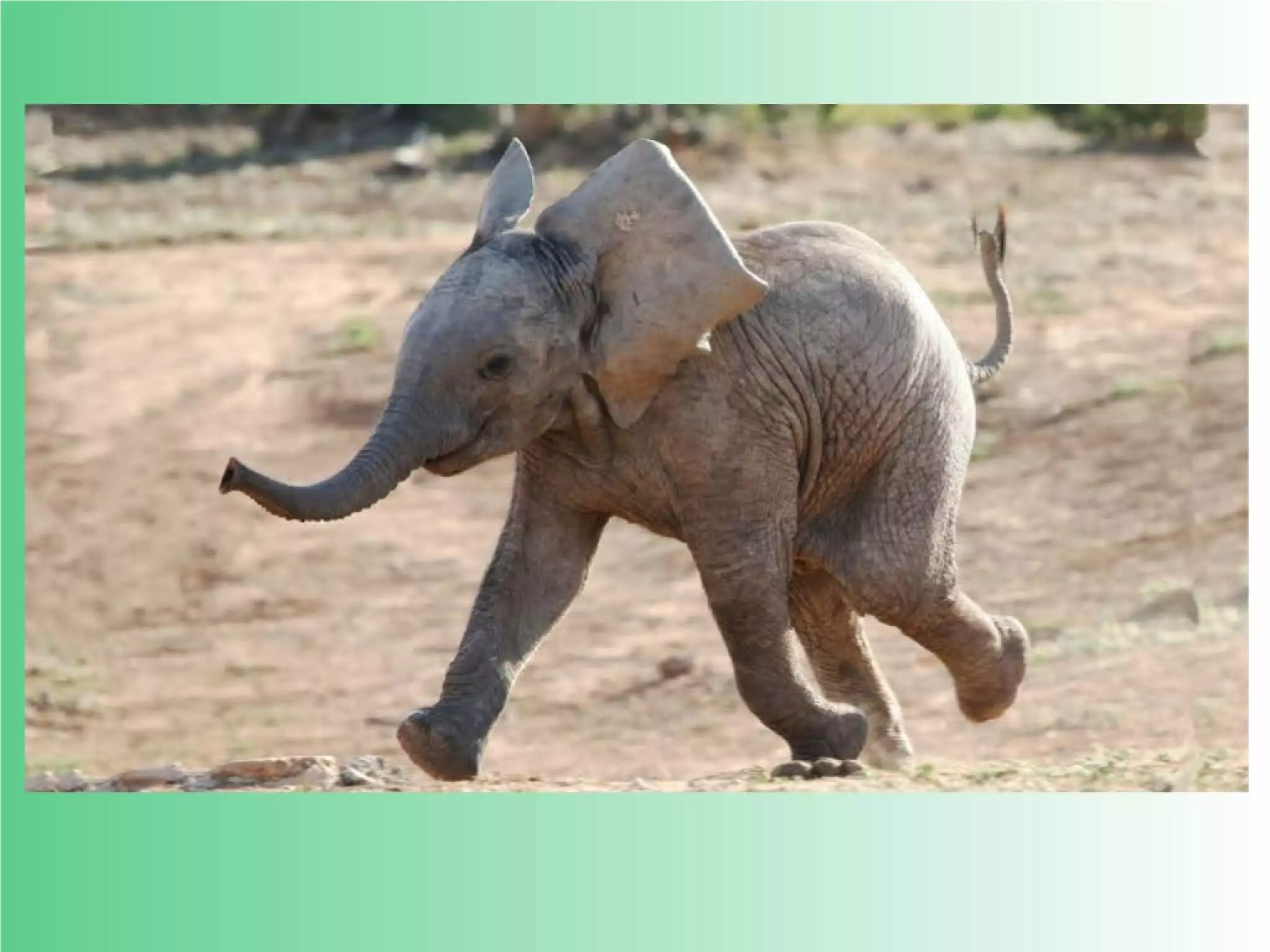 Flashcards and posters E e