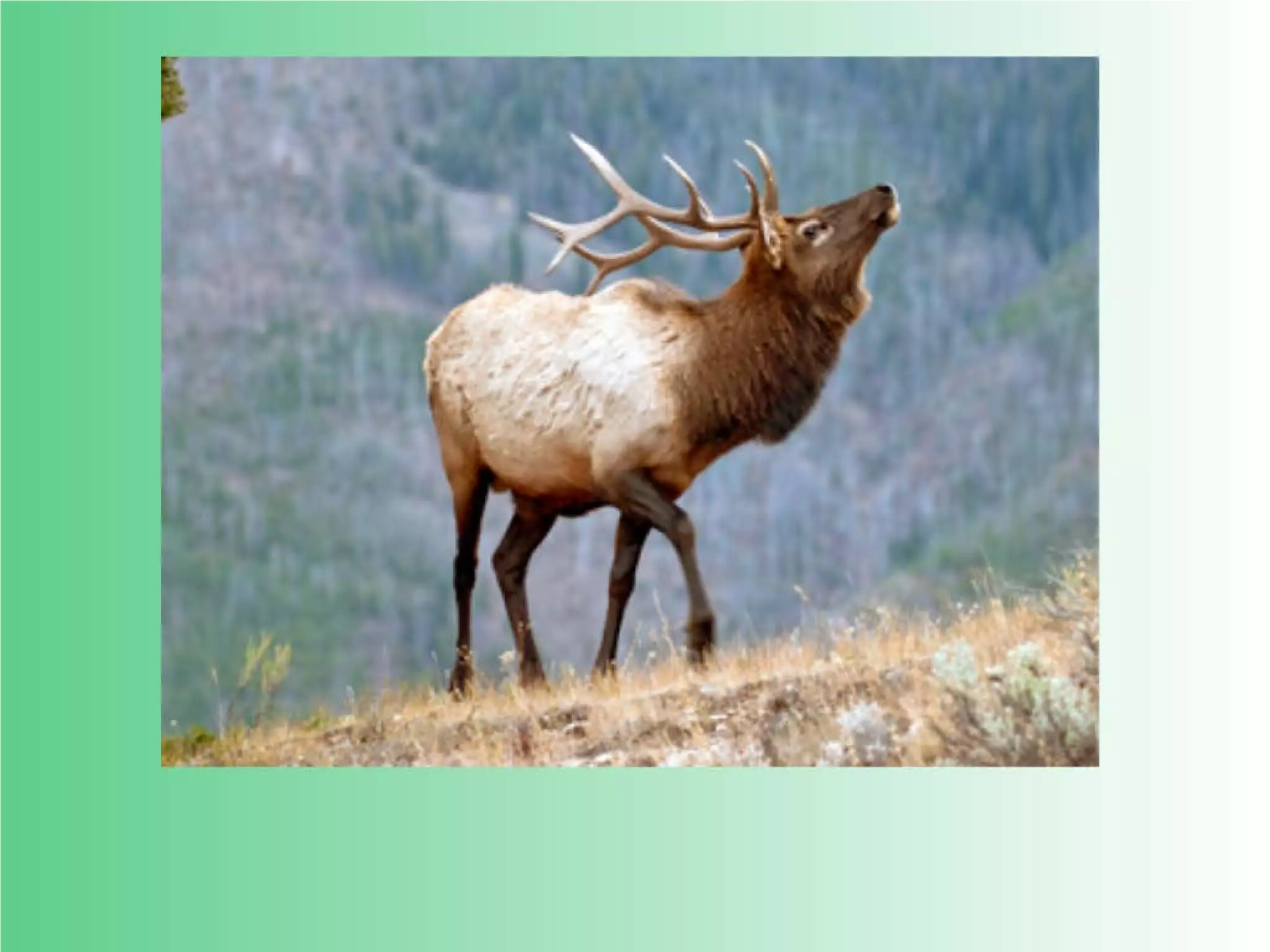 Flashcards and posters E e