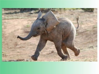 Flashcards and posters E e