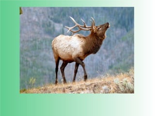 Flashcards and posters E e