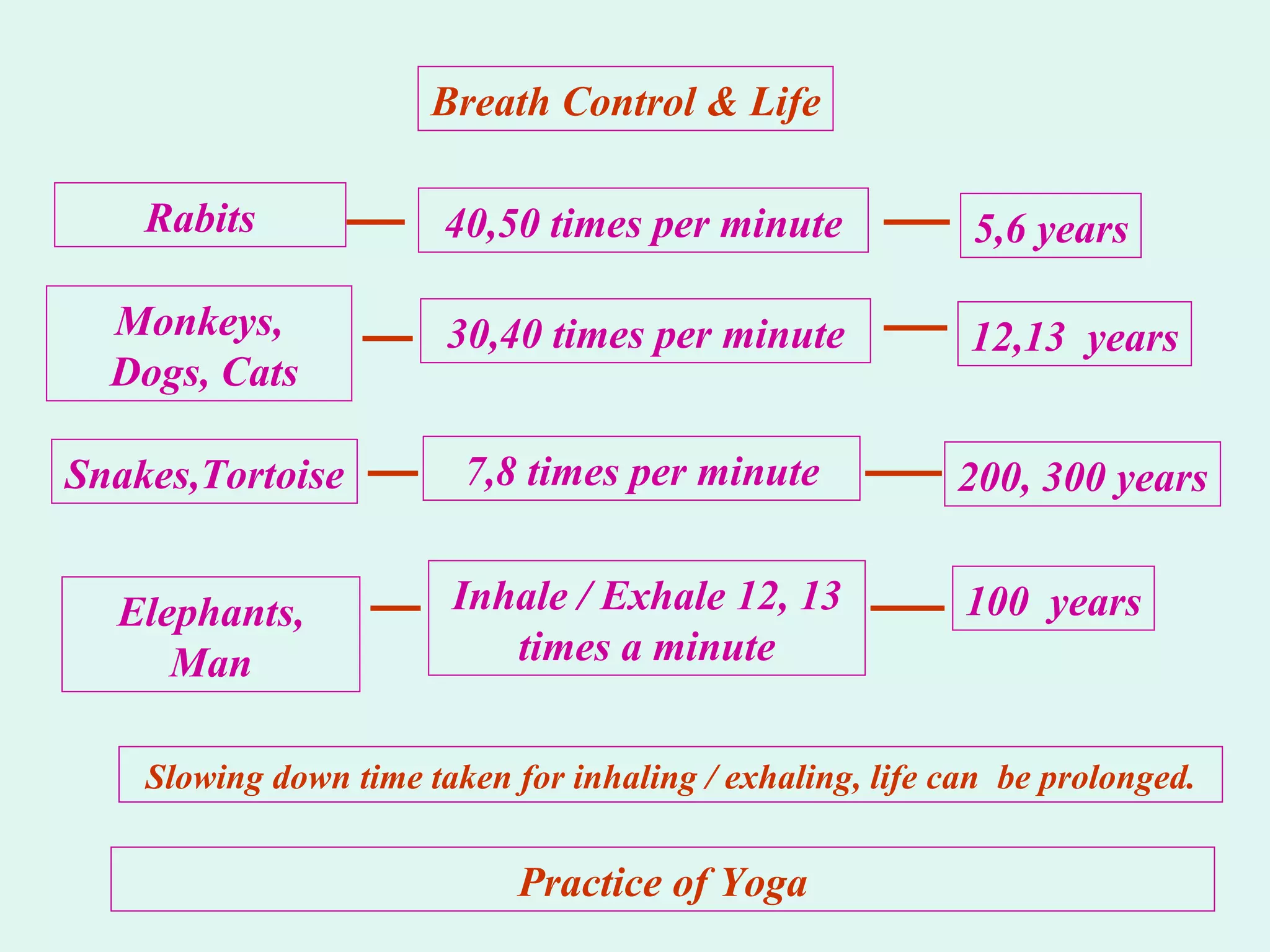 Breath Control & Life Rabits 40,50 times per minute 5,6 years Monkeys, Dogs, Cats 30,40 times per minute 7,8 times per minute 12,13  years 200, 300 years Snakes,Tortoise Elephants, Man Inhale / Exhale 12, 13 times a minute 100  years Slowing down time taken for inhaling / exhaling, life can  be prolonged. Practice of Yoga 