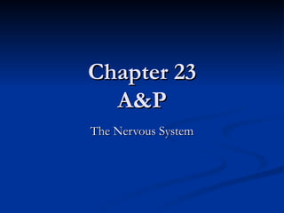 Chapter 23 A&P The Nervous System 