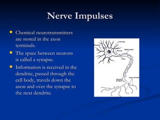 Nerve Impulses ,[object Object],[object Object],[object Object]