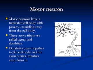 Motor neuron ,[object Object],[object Object],[object Object]