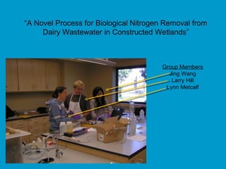 Group Members Jing Wang Larry Hill Lynn Metcalf “ A Novel Process for Biological Nitrogen Removal from Dairy Wastewater in Constructed Wetlands” 