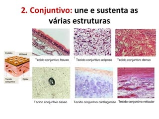 2 .  Conjuntivo:  une e sustenta as várias estruturas Tecido conjuntivo frouxo Tecido conjuntivo adiposo Tecido conjuntivo denso Tecido conjuntivo ósseo Tecido conjuntivo cartilaginoso Tecido conjuntivo reticular Epitélio M.Basal Tecido conjuntivo Cpilar 