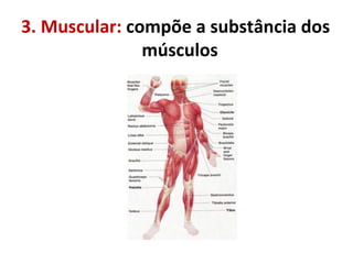 3. Muscular:  compõe a substância dos músculos  