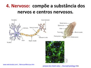 4. Nervoso:  compõe a substância dos nervos e centros nervosos . www.web-books.com/.../Nervous/Nervous.htm porpax.bio.miami.edu/.../neurophysiology.ht m 