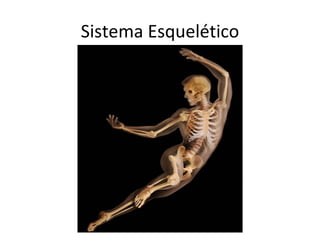 Sistema Esquelético 