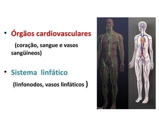 Órgãos cardiovasculares  (coração, sangue e vasos sangüíneos) Sistema  linfático  (linfonodos, vasos linfáticos  ) 