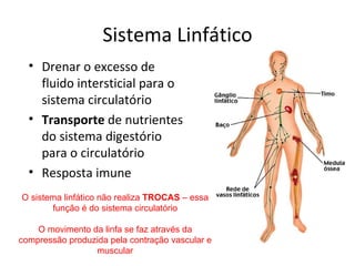 Sistema Linfático Drenar o excesso de fluido intersticial para o sistema circulatório Transporte  de nutrientes do sistema digestório para o circulatório  Resposta imune O sistema linfático não realiza  TROCAS  – essa função é do sistema circulatório O movimento da linfa se faz através da compressão produzida pela contração vascular e muscular 
