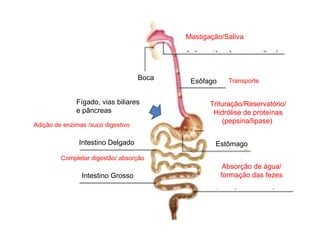 Estômago Transporte Fígado, vias biliares e pâncreas Intestino Delgado Intestino Grosso Esôfago Boca Mastigação/Saliva Trituração/Reservatório/ Hidrólise de proteínas (pepsina/lipase)  Completar digestão/ absorção Adição de enzimas /suco digestivo  Absorção de água/ formação das fezes 