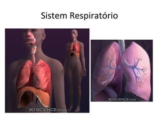 Sistem Respiratório 