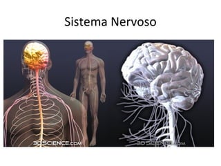 Sistema Nervoso 