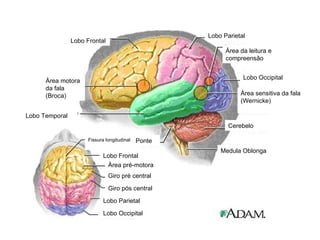 Lobo Frontal Lobo Parietal Àrea da leitura e compreensão Lobo Occipital Àrea sensitiva da fala (Wernicke) Cerebelo Medula Oblonga Lobo Occipital Lobo Parietal Giro pós central Giro pré central Àrea pré-motora Lobo Frontal Fissura longitudinal Àrea motora da fala (Broca) Lobo Temporal Ponte 