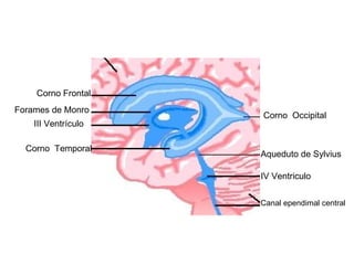 Corno Frontal III Ventrículo  Forames de Monro Corno  Temporal Corno  Occipital Aqueduto de Sylvius IV Ventriculo Canal ependimal central 