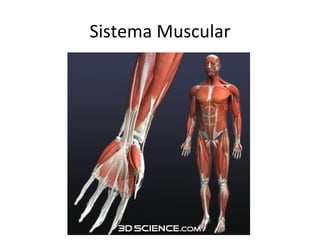 Sistema Muscular 