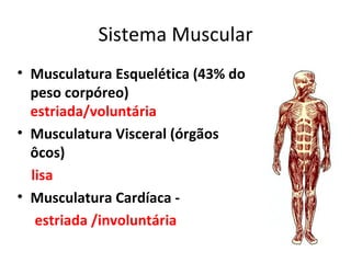 Sistema Muscular Musculatura Esquelética (43% do peso corpóreo)  estriada/voluntária Musculatura Visceral (órgãos ôcos)  lisa Musculatura Cardíaca -  estriada /involuntária 
