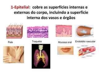 1-Epitelial:  cobre as superfícies internas e externas do corpo, incluindo a superfície interna dos vasos e órgãos Pele Traquéia Mucosa oral Endotélio vascular 