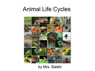Animal Life Cycles  by Mrs. Salahi 
