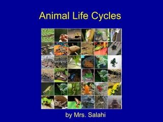 Animal Life Cycles  by Mrs. Salahi 