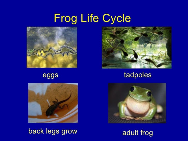 Animal Life Cycles