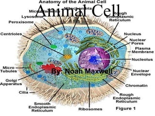 Animal Cell By: Noah Maxwell 