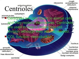 Animall Cell Powerpoint