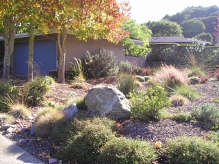 Dry creek bed with native plants