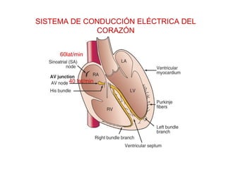 SISTEMA DE CONDUCCIÓN ELÉCTRICA DEL CORAZÓN 60lat/min 40 lat/min 