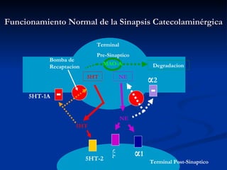 Funcionamiento Normal de la Sinapsis Catecolaminérgica 5HT-1A 5HT-2 5HT 5HT Bomba de Recaptacion β α 1 NE NE α 2 Terminal Pre-Sinaptico Terminal Post-Sinaptico Degradacion MAO-A 