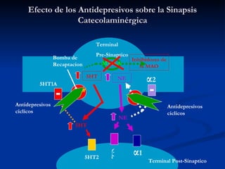 Efecto de los Antidepresivos sobre la Sinapsis Catecolaminérgica 5HT1A 5HT2 5HT 5HT Bomba de Recaptacion β α 1 NE NE α 2 Antidepresivos ciclicos Antidepresivos ciclicos Terminal Pre-Sinaptico Terminal Post-Sinaptico MAO-A Inhibidores de la MAO 