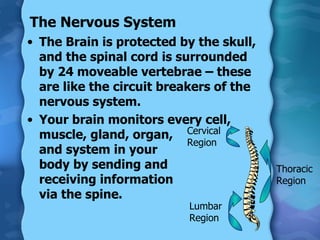 The Nervous System The Brain is protected by the skull, and the spinal cord is surrounded by 24 moveable vertebrae – these are like the circuit breakers of the nervous system. Your brain monitors every cell, muscle, gland, organ,  and system in your  body by sending and  receiving information  via the spine. Cervical Region Thoracic Region Lumbar Region 