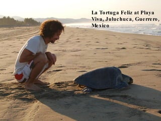 La Tortuga Feliz at Playa Viva, Juluchuca, Guerrero, Mexico 