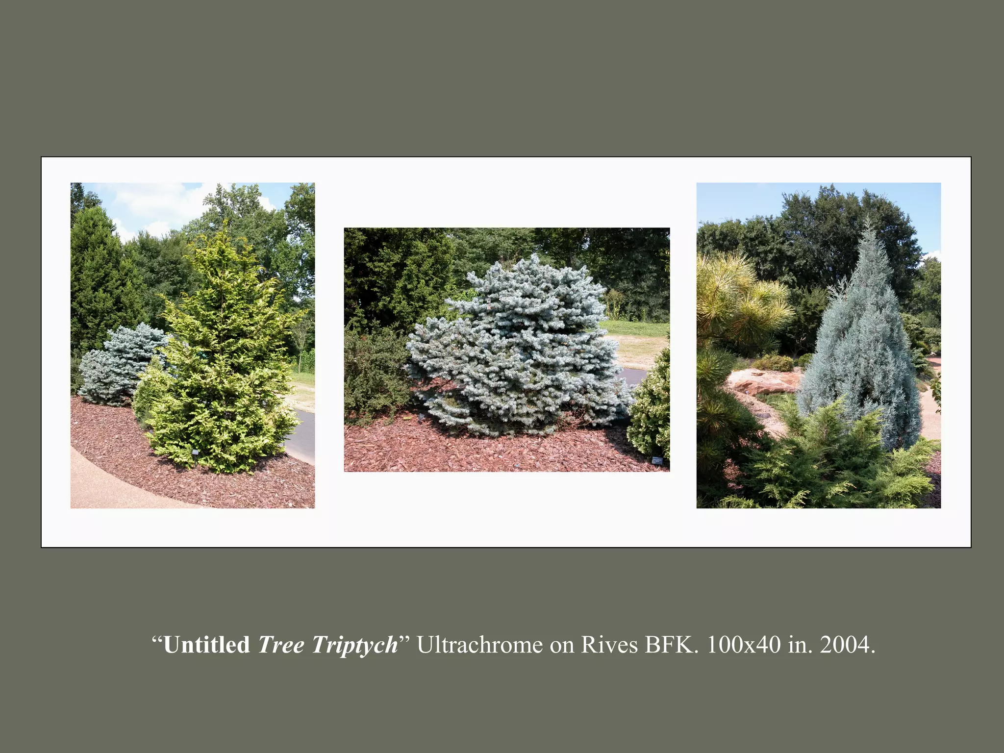 “Untitled Tree Triptych” Ultrachrome on Rives BFK. 100x40 in. 2004.
 