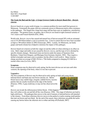 Joy Hilton
Hort 5031: Final Draft
11/05/2007

The Good, the Bad and the Ugly- A Grape Growers Guide to Botrytis Bunch Rot – Botrytis
cinerea-

Botrytis bunch rot, or gray mold of grape, is a common problem for most small fruit growers in
Minnesota. Fortunately the grape cultivars commonly grown in Minnesota tend to show resistance
to this pathogen. This fungus has a large host range and has been seen on raspberries, strawberries,
and grapes. The greatest losses, on grapes, due to Botrytis are found in tight-clustered varieties of
Vitis vinifera and French Hybrids (Ellis, 2004).

World wide, Botrytis cinerea has caused and annual loss of harvest around 20% with an estimated
cost of 10-100 billion dollars a year in economic loss. Costs to control Botrytis have been recorded
as high as 780 million dollars in 2002 (Genescope, 2002). Luckily, for Minnesota, our hardy
grapes and harsh climate have helped to minimize the impact of this pathogen.

Botrytis bunch rot is known as both the vulgar rot and the noble rot when referring to its effect on
wine. Both vulgar and noble rot are caused by Botrytis cinerea, and the type of rot is dictated by
specific climatic changes. Botrytised wines are known under the names of Sauternes from
Bordeaux, Tokaji from Hungary, and Rheingau from Germany (Jackish, 1985). They require a
skilled winemaker and many years to produce, but the effort is well worth it. Many wineries
charge anywhere an average of $40-150 for a .75ltr bottle compared to charging $12-$40 for a
normal white wine (La Cave, 2007).

Symptoms
Some symptoms may be observed in early spring, but the most obvious are not seen until after
veraison, the ripening of the berry, when it is too late to prevent.

Vegetative:
The first symptoms of Botrytis may be observed in early spring on buds and young shoots.
Infected shoots and buds may turn brown and dry out. Before
bloom leaves may exhibit large, irregular, reddish brown, necrotic
patches that are usually localized on the edge of the lamina
(Pearson, 1998). A gray mold may or may not bee observed on the
leaf.

Botrytis can invade the inflorescences before bloom. If this happens Photo by Jay W. Pscheidt, Oregon State University
they will wither or dry out and fall off the vine (Pearson, 1998). This stage of infection can lead to
high yield losses. The pathogen then moves to the end of stamens of aborted berries still attached
to the clusters. From these infections Botrytis moves to the pedicel or rachis creating small patches
that start out brown and turn black. By the end of the season, these infections can girdle the rachis
causing any berries below the infection site to wither and drop off (Pscheidt, 2007).
 