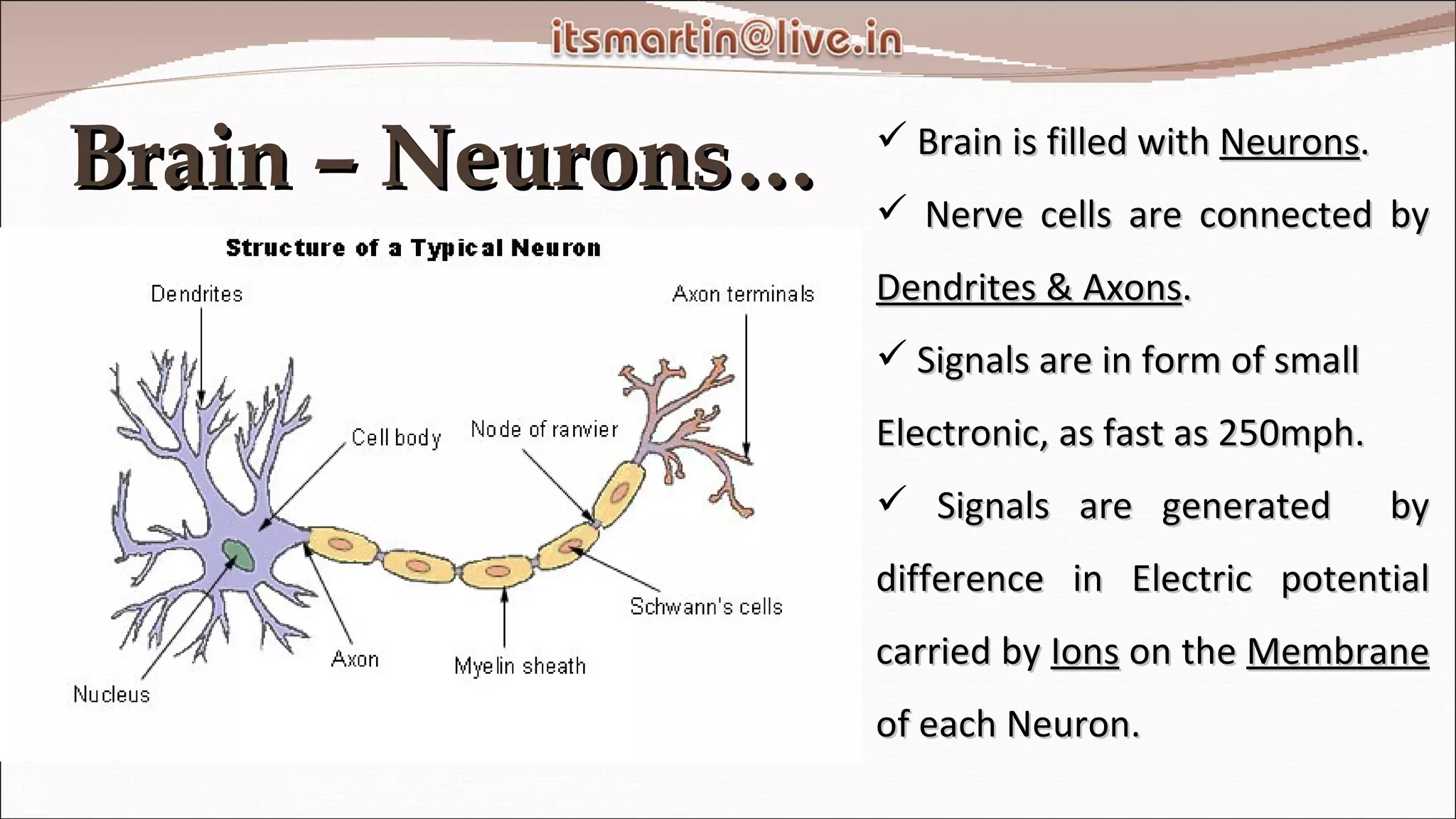Brain – Neurons… Brain is filled with  Neurons . Nerve cells are connected by  Dendrites & Axons . Signals are in form of small  Electronic, as fast as 250mph. Signals are generated  by difference in Electric potential carried by  Ions  on the  Membrane  of each Neuron. 
