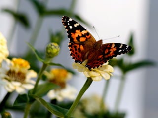 Butterflies In The Garden 01