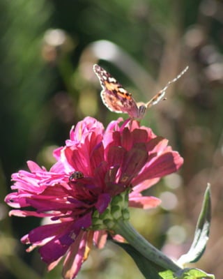 Butterflies In The Garden 02