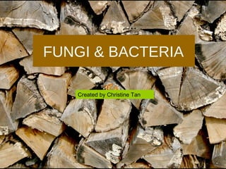 FUNGI & BACTERIA Created by Christine Tan 