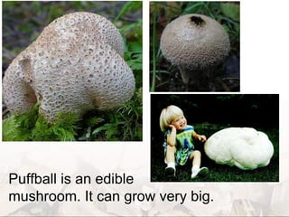 mushroom ita bolsa